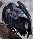   CorvusCorax